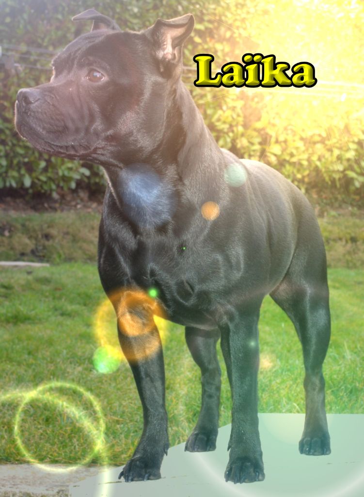 Laika des anges de la cité phoceenne