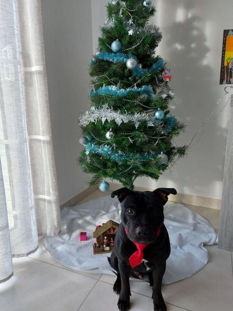 Ringo Good Dog Stafford