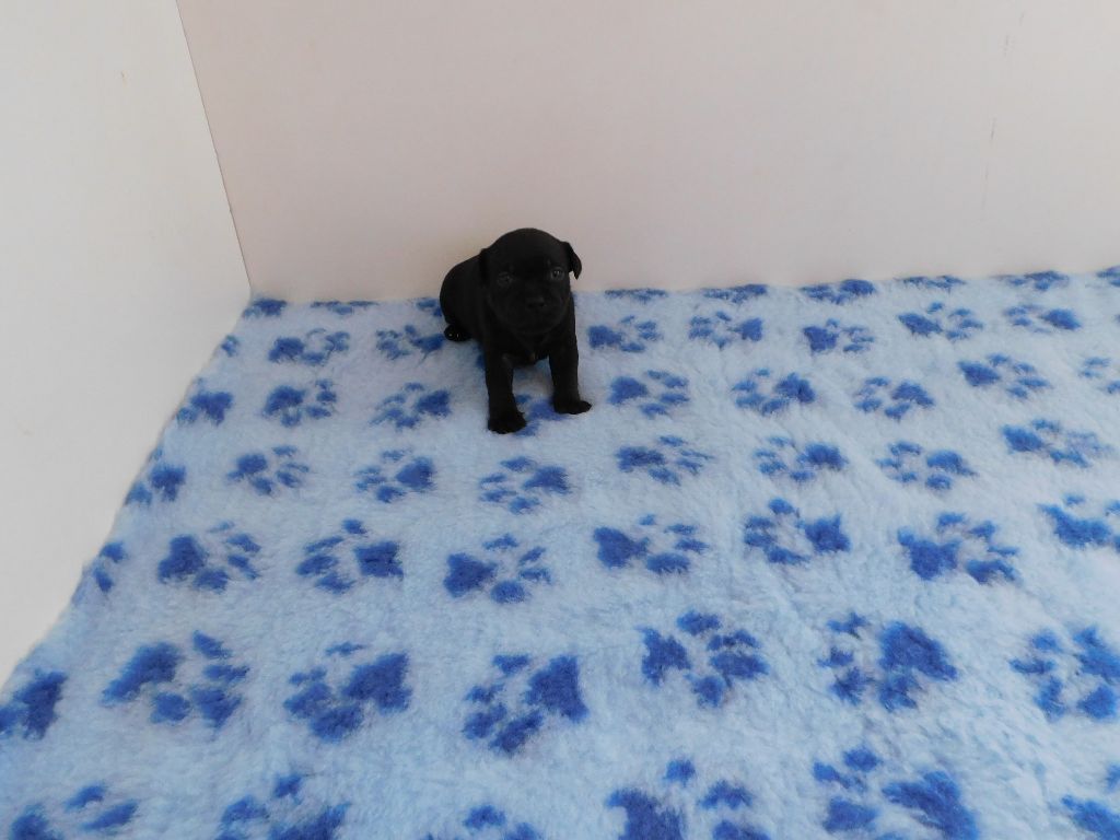 Good Dog Stafford - Staffordshire Bull Terrier - Portée née le 03/03/2020
