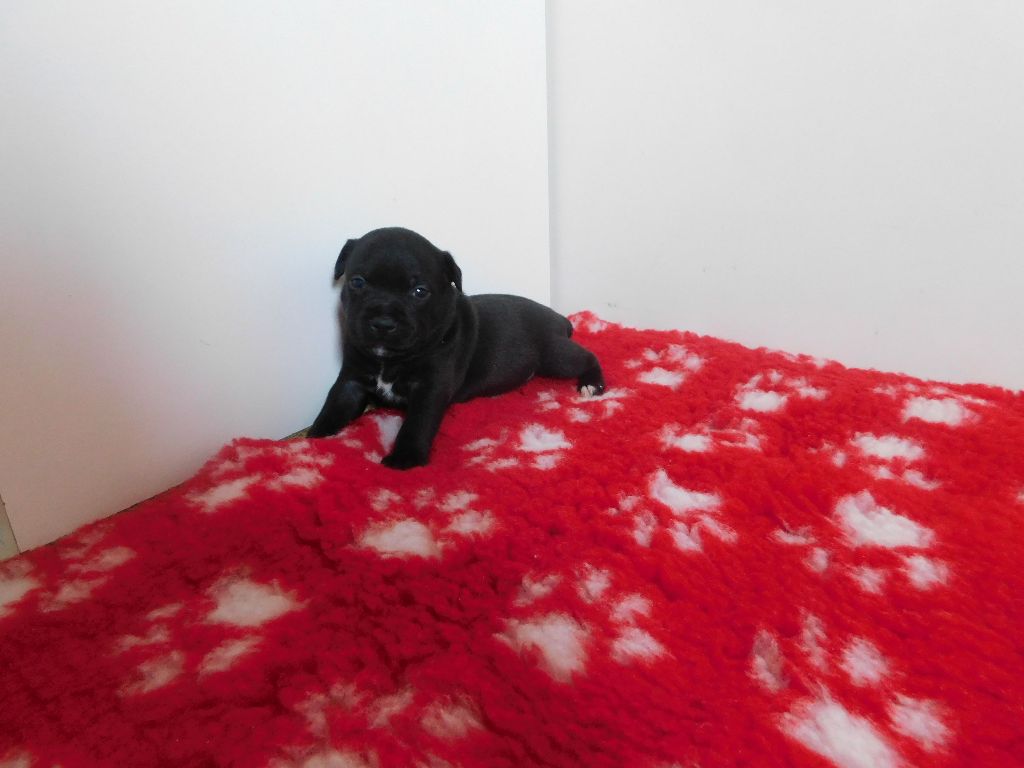Good Dog Stafford - Staffordshire Bull Terrier - Portée née le 03/03/2020